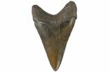 Juvenile Megalodon Tooth - North Carolina #176198-1